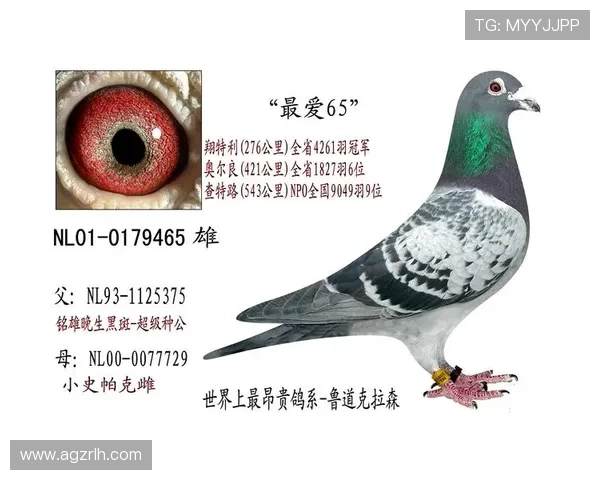 恒峰国际ag:详细解析其国际信誉与用户信赖的原因 恒峰国际ag:详细解析其国际信誉与用户信赖的原因